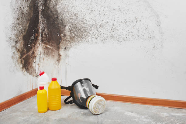 Trusted Anson, TX Mold Inspection, Removal & Remediation Experts